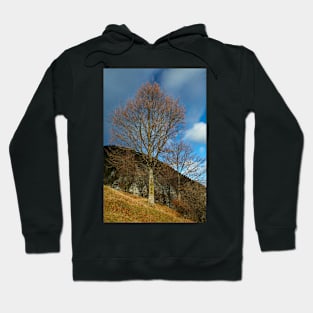 Beech tree on mountain Hoodie